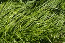 Mariengras - Hierochloe odorata * 1005 x 668 * (400KB)
